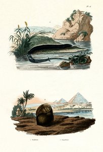 Eenhoornige Amphiuma, 1833-39 door French School