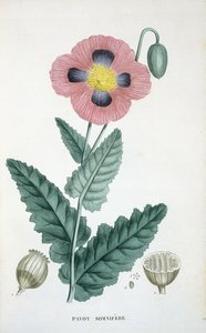 Papaver door French School