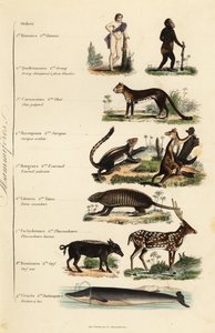 Orden van zoogdieren