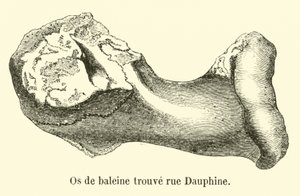 Walvisbot gevonden in de Rue Dauphine