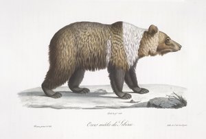 Mannelijke Siberische beer, uit Histoire Naturelle des Mammifères