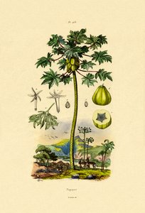 Papaja