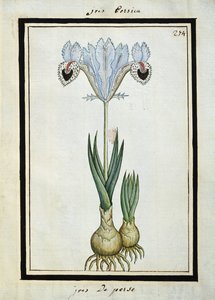 Perzische iris, c.1700 door French School