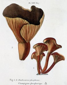 Fosforische paddenstoel in Jean Jacques Paulet 