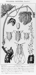 Phylloxera Vastatrix, c. 1850