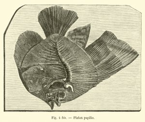 Platax papilio door French School