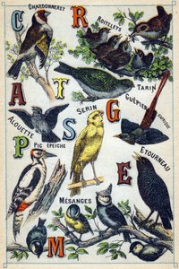 Plaat 1: Chardonneret, Roitelets, Tarin, Leeuwerik, Serin, Afrikaanse Bijeneter, Specht, Spreeuw, Mezen. Gravure in "Syllabary alphabet of birds". Serie A. Pellerin et Cie, drukkers-uitgevers, Epinal, eind 19e eeuw. Chromolithografieën. Klein 8-pagina