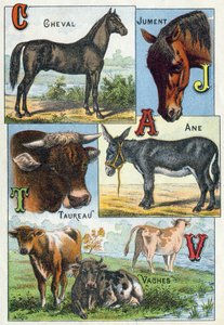 Plaat 1: Paard, Merrie, Stier, Ezel, Koeien. Gravure in "Syllabary alphabet of domestic animals and farmyard". Serie A. Pellerin et Cie, drukkers-uitgevers, Epinal, eind 19e eeuw. Chromolithografieën door French School