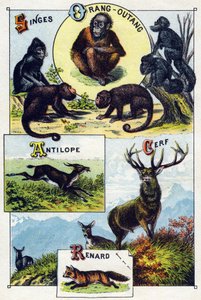 Plaat 1: Apen, orang-oetan, Antilope, Hert, Vos. Gravure in 