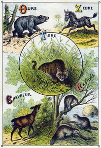 Plaat 2: Beer, Zebra, Tijger, Hert, Bever. Gravure in 