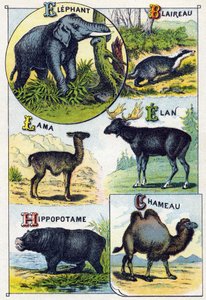 Plaat 4: Olifant, Das, Lama, Eland, Nijlpaard, Kameel. Gravure in "Syllabary alphabet of wild animals". Serie A. Pellerin et Cie, drukkers-uitgevers, Epinal, eind 19e eeuw. Chromolithografieën. Klein 8-pagina
