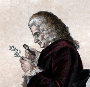 Portret van Bernard de Jussieu (1699-1777), Franse natuuronderzoeker.