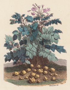 Aardappelplant
