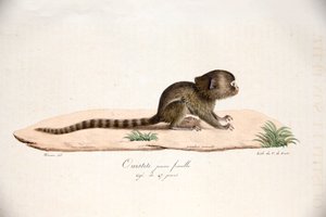Dwergzijdeaapje, uit Histoire Naturelle des Mammifères, met originele figuren, door Étienne Geoffroy Saint-Hilaire & Frédéric Cuvier, 1824-42