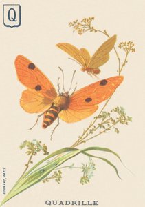 Quadrille (Lithosia quadra of Lithosie quadrille) door French School