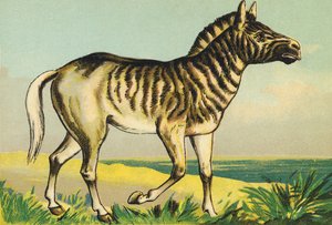 Q als Quagga (of couagga, zebra ondersoort uitgestorven in 1883)
