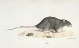 Rat, uit Histoire Naturelle des Mammifères door French School