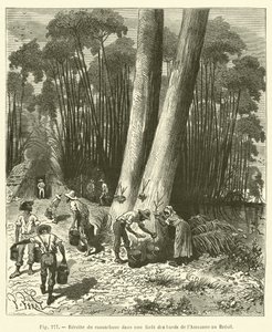 Rubberoogst in een bos aan de oevers van de Amazone in Brazilië door French School