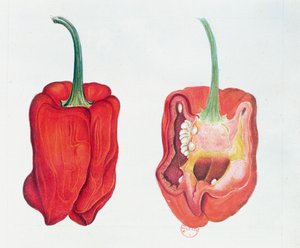 Rode Peper, botanische plaat