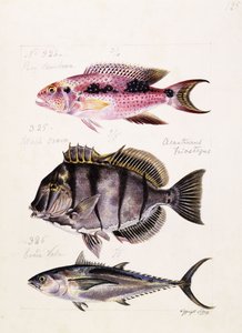 Rey tambova etc, c.1850