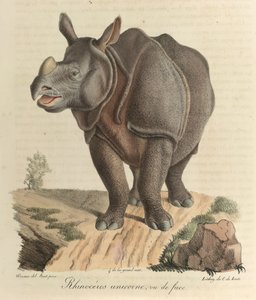 Eenhoorn neushoorn, uit 