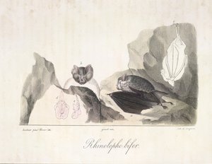 Rhinolophe bifer. Vampiervleermuizen, uit Histoire Naturelle des Mammifères door French School