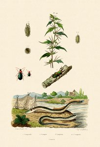 Ruwe Cockleburr