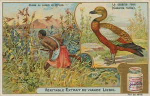 Rode Bergeend; eendenjacht in Afrika door French School