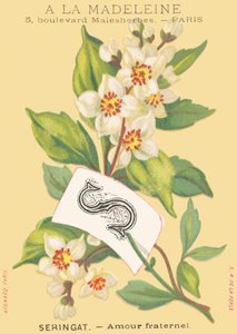 S: sering - broederliefde
