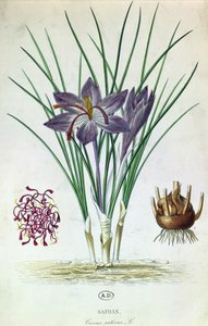 Saffraan (Crocus Sativus)