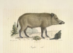 Sanglier, mannetje, uit Histoire Naturelle des Mammifères door French School