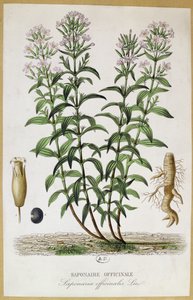 Saponaria officinalis, 19e eeuw door French School