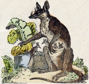 Sarigue (opossum). Gravure in "Alphabet des animaux sauvages". 9e Serie. Beeld van Epinal, Pellerin, drukker-uitgever, circa 1870. Gravures op hout, gestencild. 16 pagina