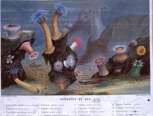 Zeeanemonen, uit een boek uitgegeven door Hachette