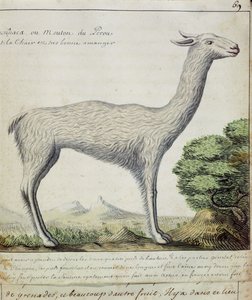 Schapen van Peru (Lama of Alpaca)