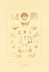 Skelet