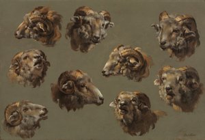 Studies van ramshoofden