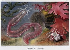 Sunapte de Duvernoy - in "Le Monde de la Mer" door Alfred Fredol. ed. Parijs, Hachette. door French School