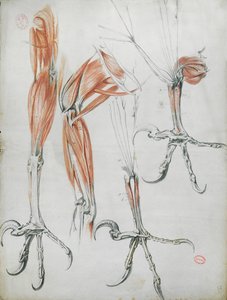 Klauwen van een adelaar, uit La Mecanique des Animaux door Claude Perrault (1613-78) c.1670