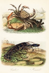 Tasmaanse reuzenkrab, Pseudocarcinus gigas, en Europese kreeft, Homarus gammarus door French School