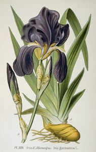 De Duitse iris bloem