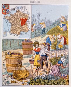 De druivenoogst in Bourgondië, illustratie uit een schoolboek, c.1910