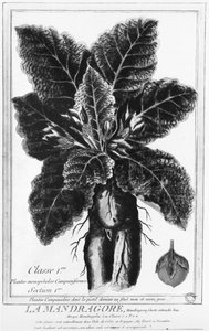 De Mandragora door French School