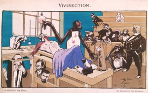 De wraak van de dieren, karikatuur van vivisectie, 1909 door French School