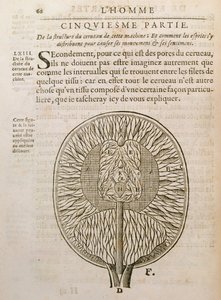De structuur van de hersenen, uit De Homine Figuris door Rene Descartes (1596-1650) gepubliceerd in Den Haag, 1662 door French School