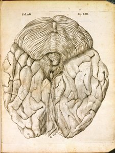 De structuur van de hersenen, uit De Homine Figuris door Rene Descartes (1596-1650) gepubliceerd in Den Haag, 1662