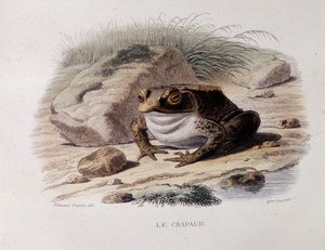 De gewone pad (Bufo bufo) - in 