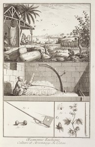 De teelt van katoen, uit de Encyclopedie door Denis Diderot (1713-84), gegraveerd door A. Provost (fl. 1834-55), ca. 1760 door French School