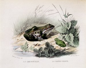 De kikker en de groene regen (kikker) - in 