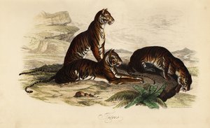 Tijger, Panthera tigris door French School